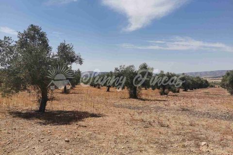 Terra a Biar, Alicante, Biar - € 53.000 | Ref: SF0425 - foto 11